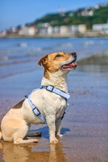 Harnais pour chien Y - Gummy Layette